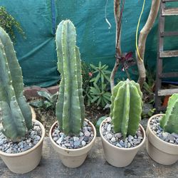 Cactus 🌵 Different Prices 