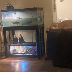 20 Gallon Reptile Tank