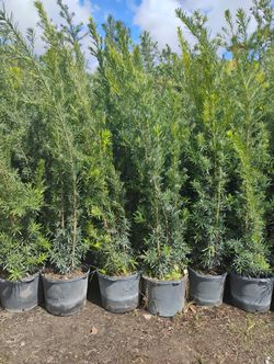 Maki Podocarpus Overgrown 6-7'ft $26