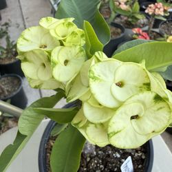 Corona De Cristo, Amazon Forest