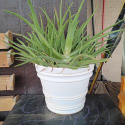 Don't take it for planted