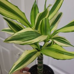 🌿Healthy Live Air Purifying Houseplant Dracaena / Corn Plant 16"Tall In Pot 4" ~ Easy To Grow