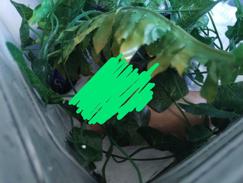 Reptile Enclosure