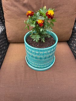 Beautiful ceramic pot with plant