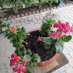 Kalanchoe  Mix Color