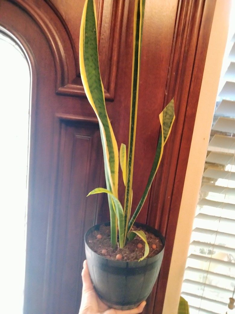 Plant