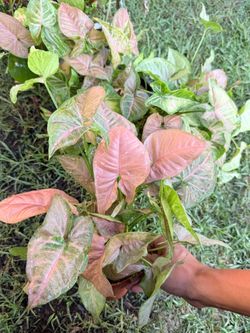 Pink Syngonium plant starter plant