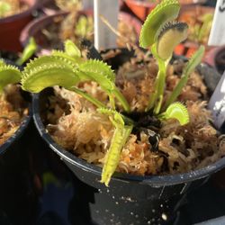‘Dente’ Insect Eating Carnivorous Venus Flytrap