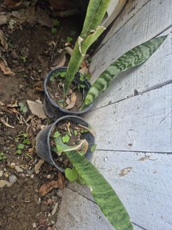 Planta Lengua De Culebra $5 Cada Una 