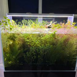 Fish tank aquarium plants