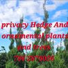 Privacy Hedges  