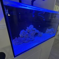 Saltwater Aquarium