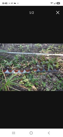 YES, Items Are Available Corozo/Cohune Starter Palms