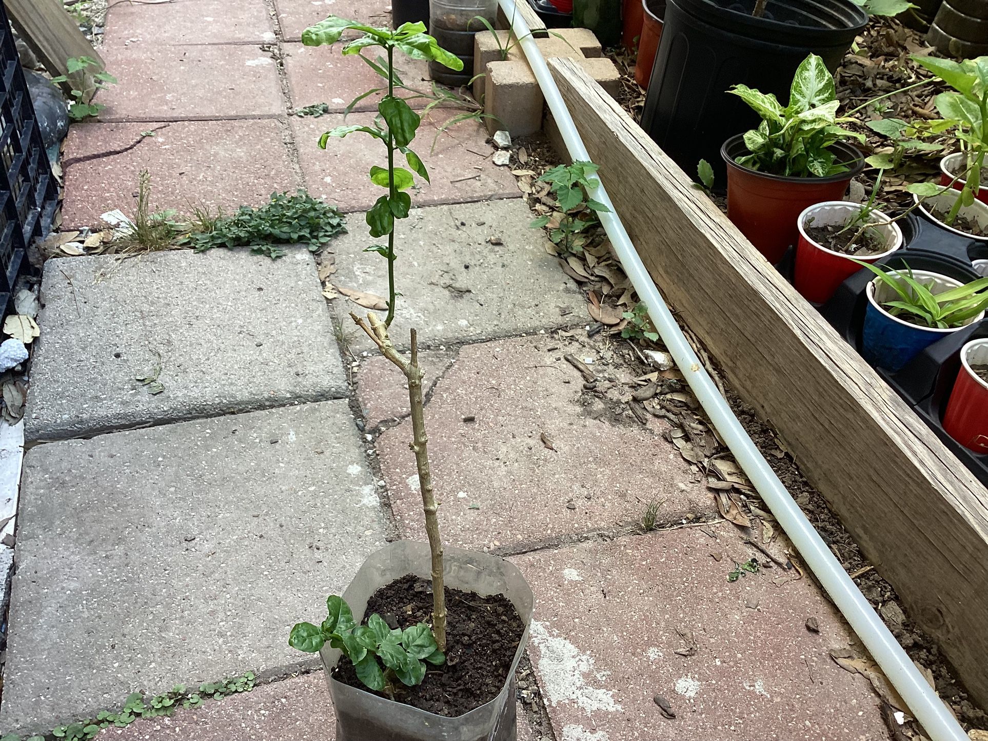Arabian Jasmine Or Grand Deuk Flower Plant
