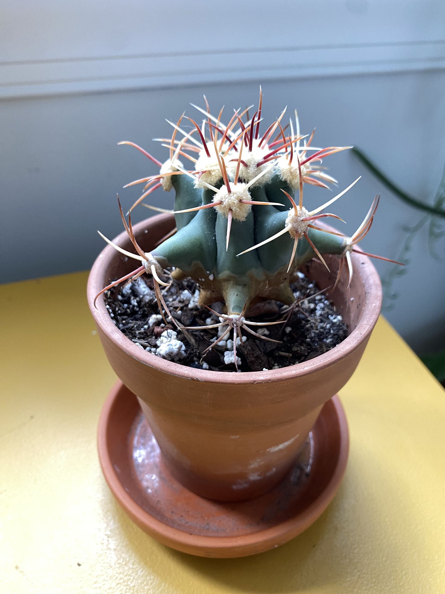 Cactus 🌵