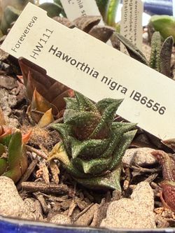Haworthiopsis (formerly Haworthia) Nigra IB6556