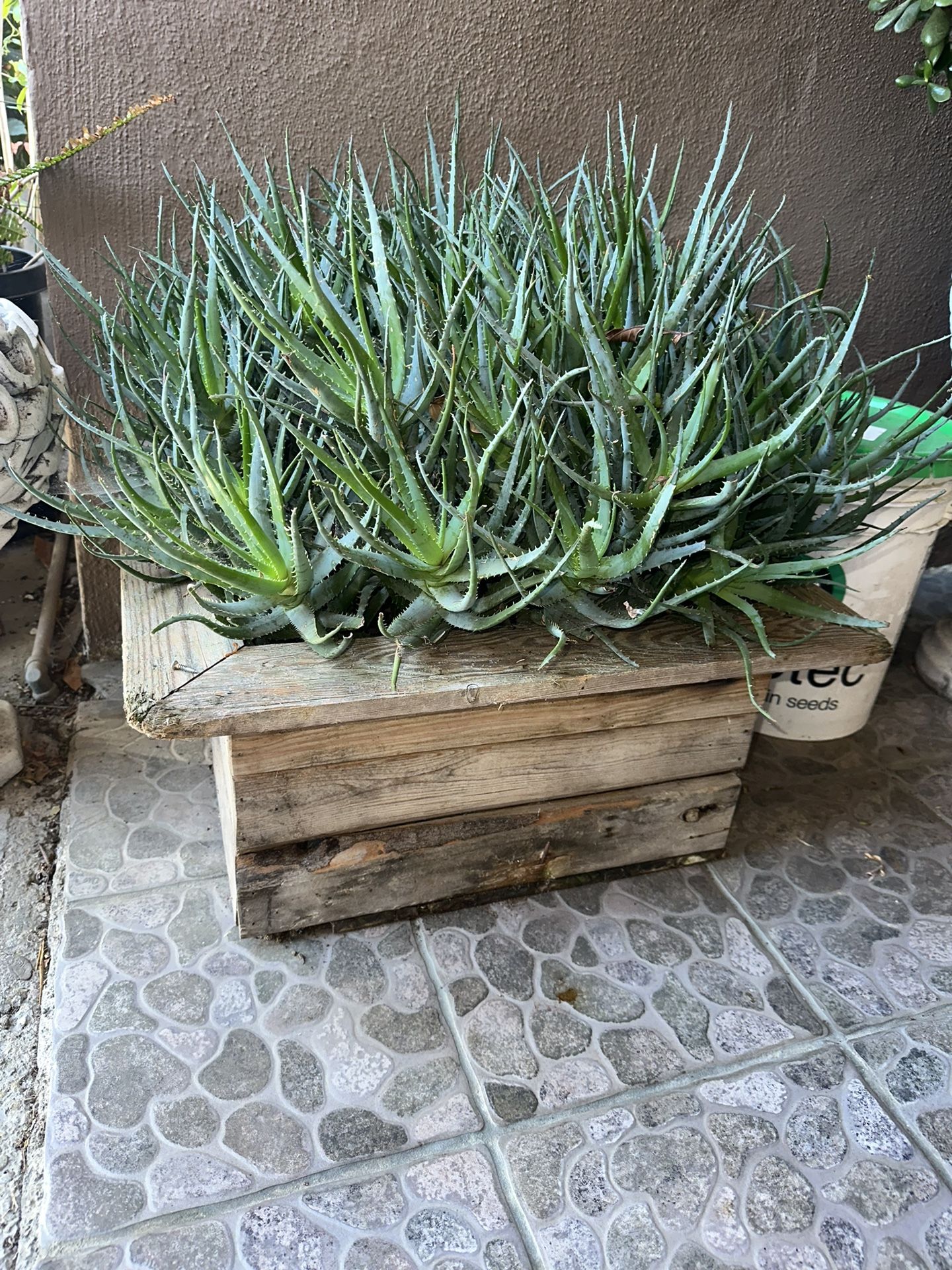 Aloe Vera Custom Squared Wooden Base