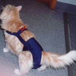 Joybie's Small Cat Diaper, BRAND NEW 