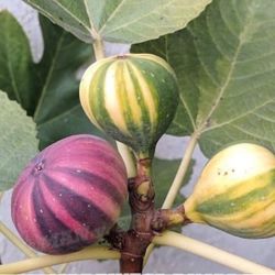 Martinenca Rimada - Rooted Fig Tree