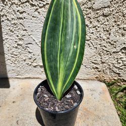 Variegated Whale Fin Sansevieria 