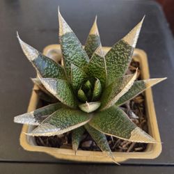 Ox  Tongue  Plant  $ 4.00 EACH  GOLD TIP  OR SILVER TIP 