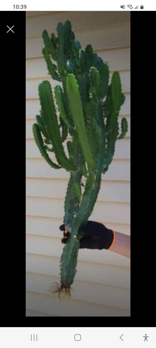 33" Live Healthy rooted Euphorbia Trigona Candelabra Cactus