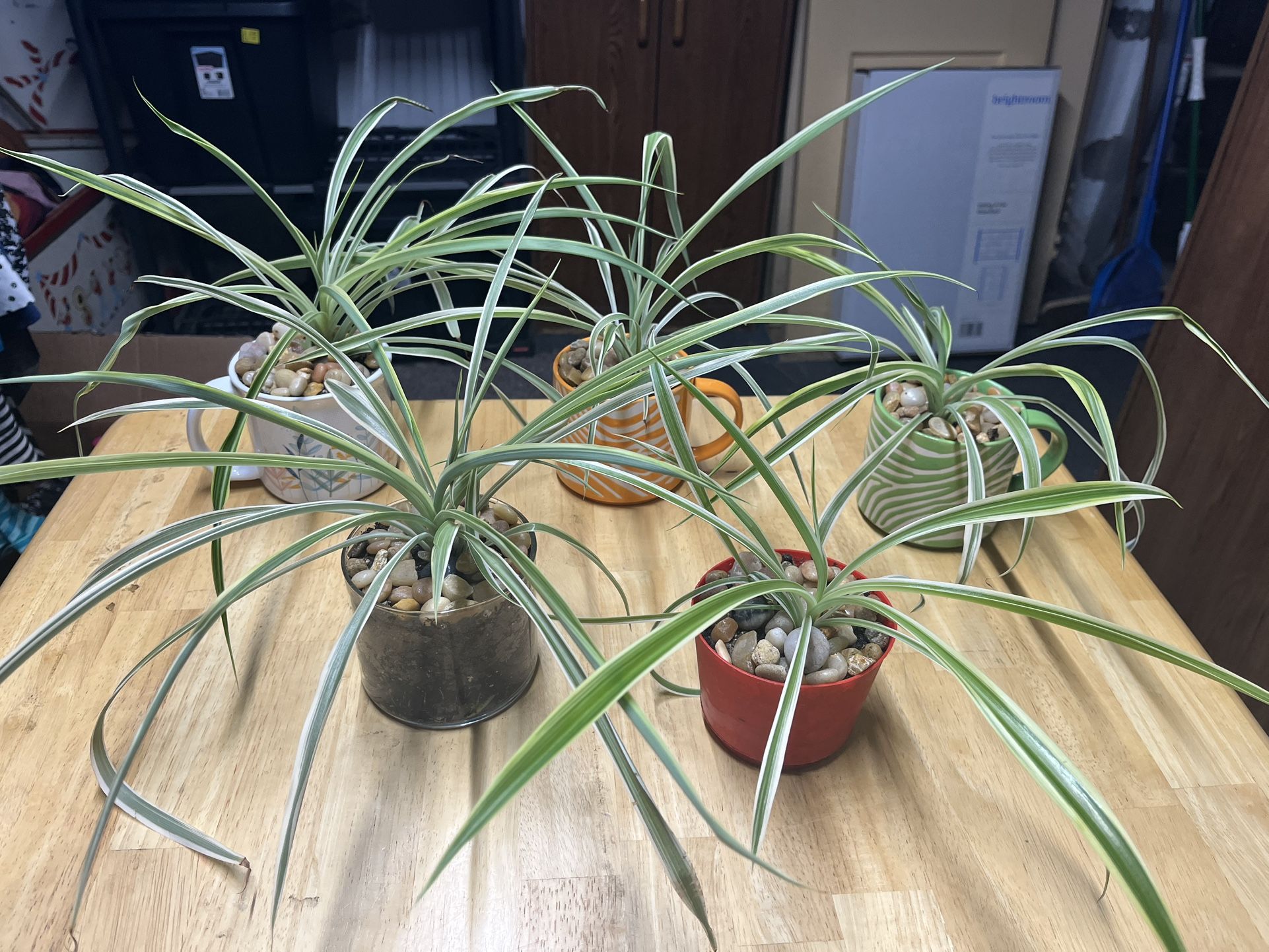Spider plants