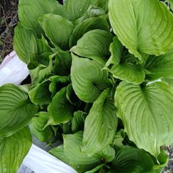 Hostas