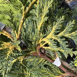 Cham Lawsoniana Golden Showers 