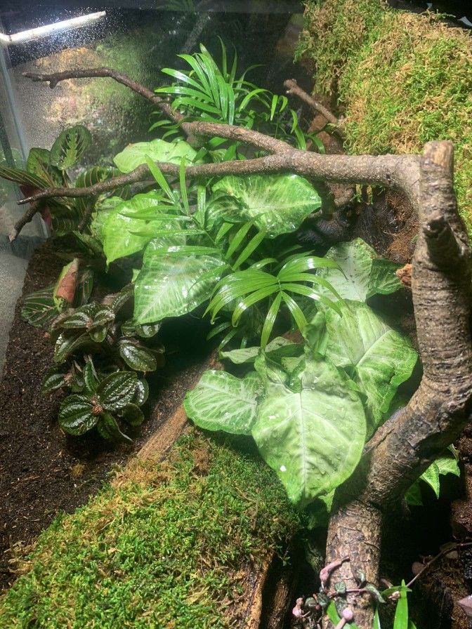 50 Gallon Bioactive Prebuilt Terrarium 
