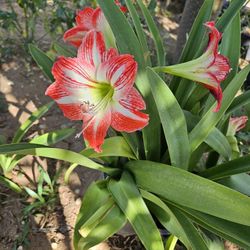 Amaryllis Plants 
