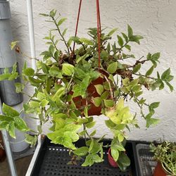 6in Pot Tradescantia Plant