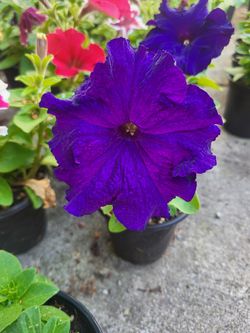 Purple Petunia Flower Plants! Several Colors Available! Extra Fragrant With XL Blooms! 2026 Plants Are Available Now!