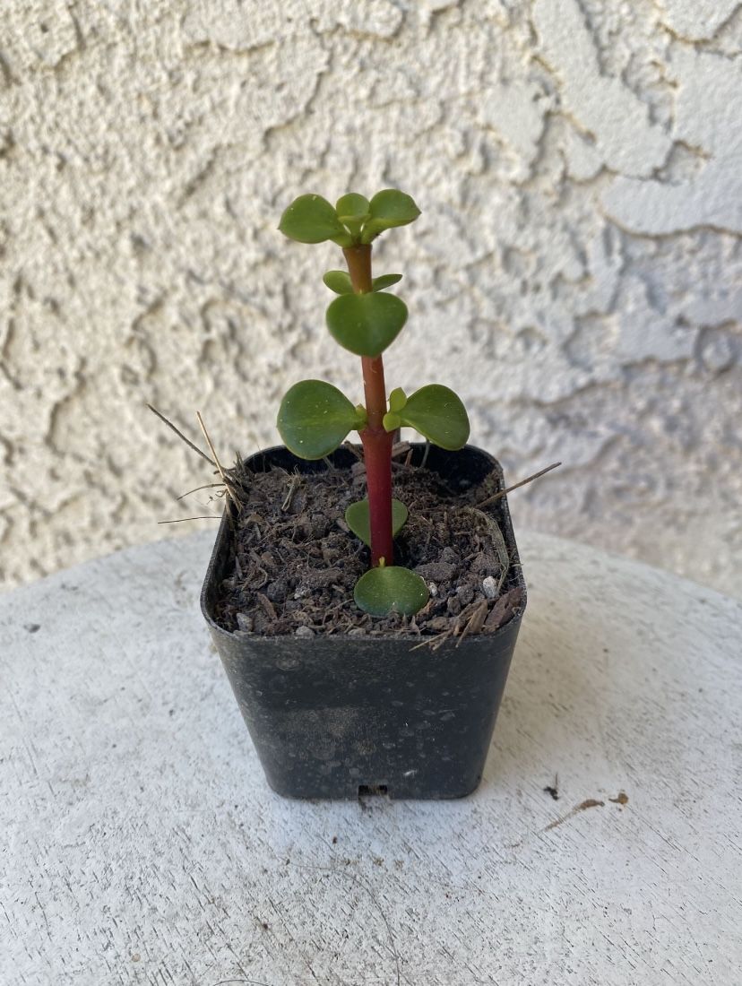 2 Inch Pot Succulent Plant - Portulacaria Afra - Elephant Bush - Drought Resistant - Rooted & Established 🪴 Perfect Baby & Wedding Shower Favors