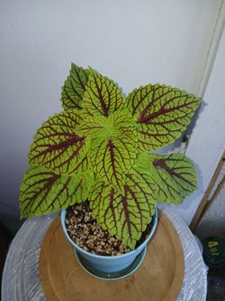 Coleus