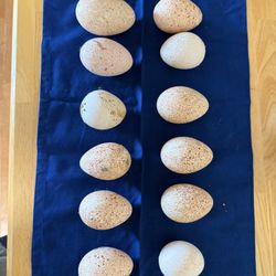 Turkey Eggs 