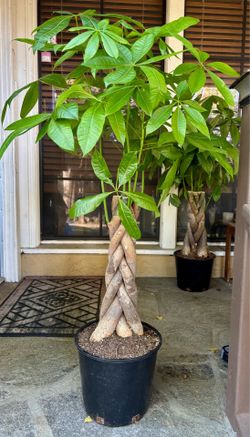Braided money tree with extra thick trunk