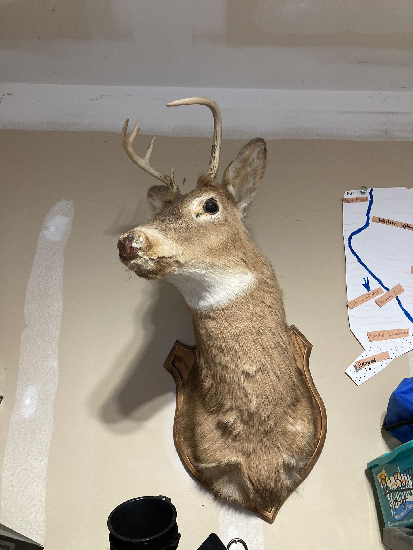 Deer Head Antlers 