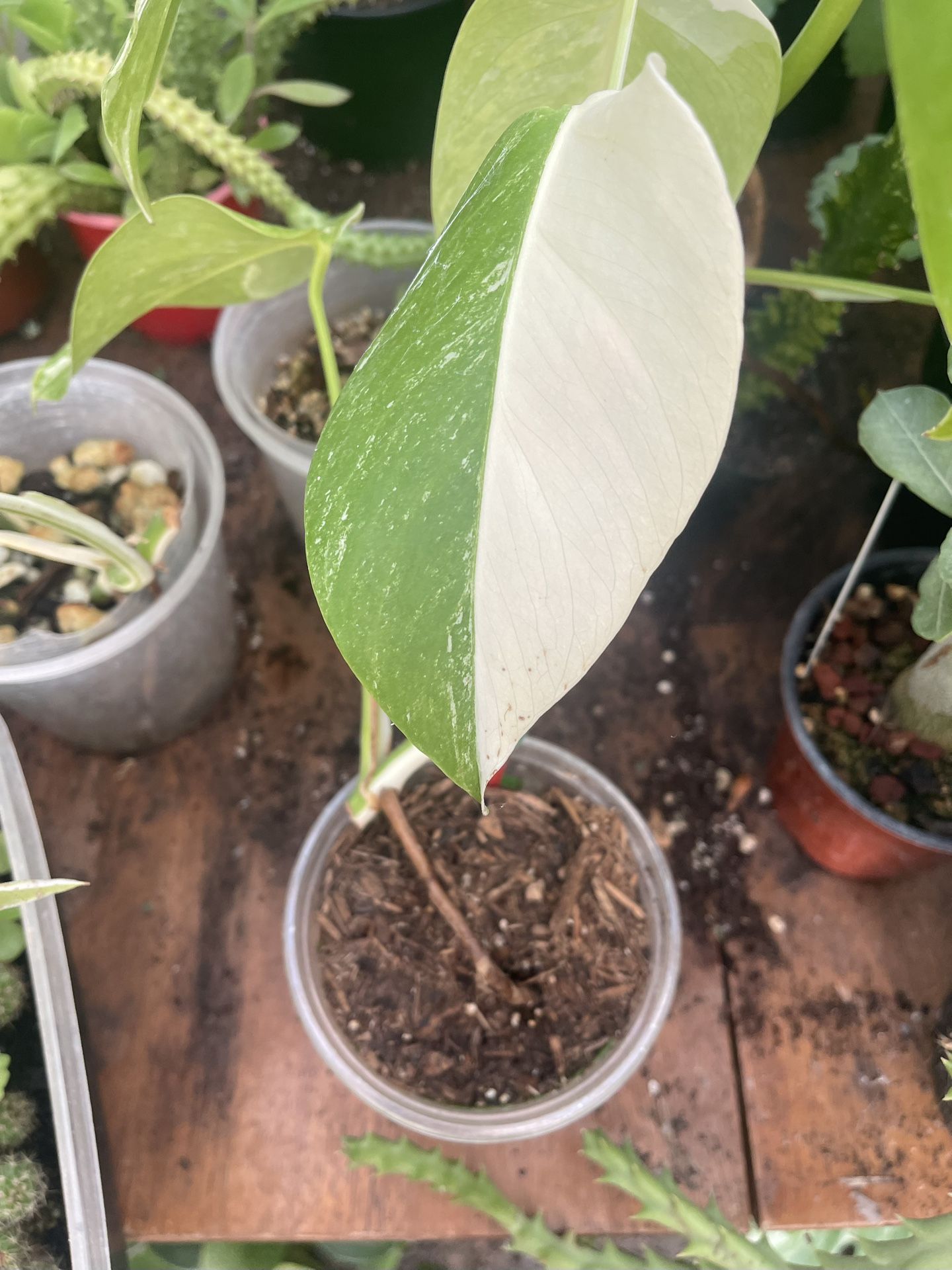 Monstera Albo