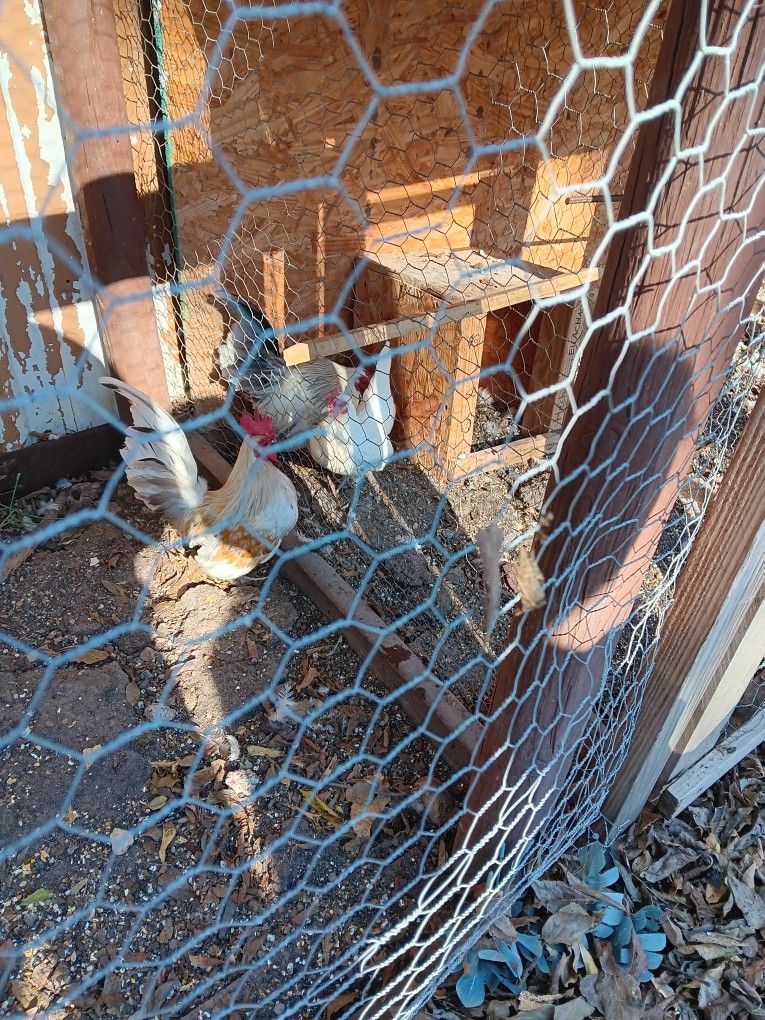 Gallinas Pequeñas Gratis
