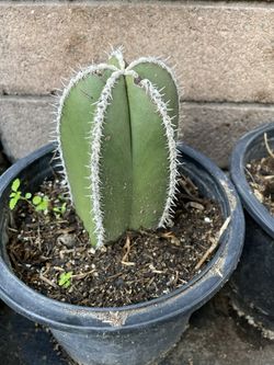Mexican Pole cactus