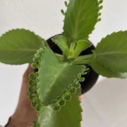 Real Mother Of Thousands Plants 