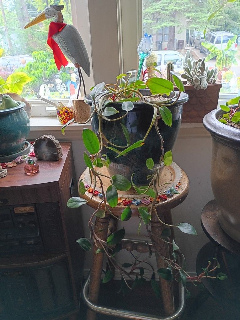 LOVELY PLANT🌹😍