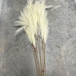 Pampas/ Feathers