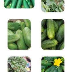Cucumber Plants 3-4 Plants In Pot $4
