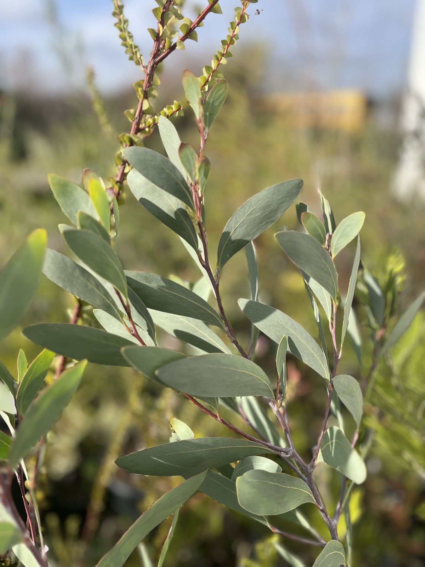 LIVE Acacia obliquinervia 1 Gallon Potted Plant - Rare Australian Evergreen 