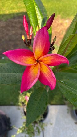 Plumeria