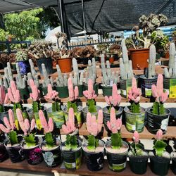 Euphorbia Abdelkuri Variegated Cluster Imported