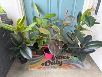 Rubber Plant Varieties