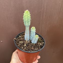 6” Myrtillocactus Geometrizian